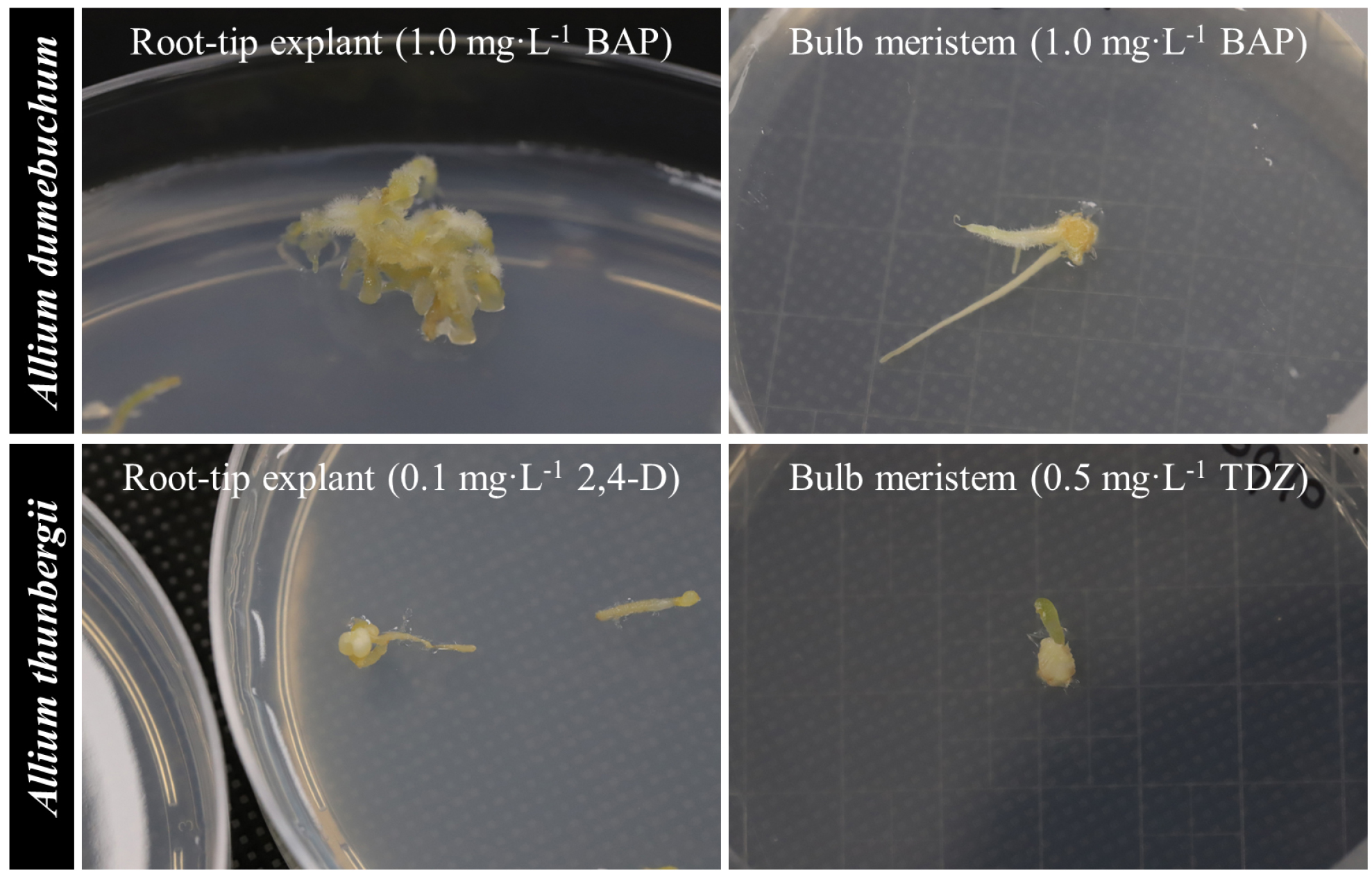 In vitro Callus Induction from Root Tip and Bulb Meristem Explants of ...